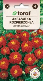 aksamitka-rozpierzchla-bonita-carmen-1g-t