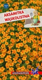 aksamitka-waskolistna-pomamanczowa-05g-o