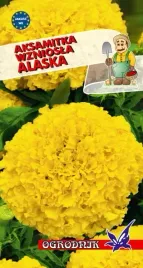 aksamitka-wzniosla-alaska-1g-o