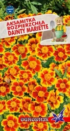 aksamitka-rozpierzchla-dainty-mariette-1g-o