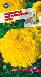 aksamitka-wielkokwiatowa-niska-zolta-05g-o