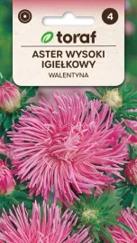 aster-igielkowy-rozowy-walentyna-1g-t