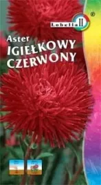 aster-igielkowy-czerwony-1g-l