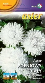 aster-peoniowy-bialy-1g-l