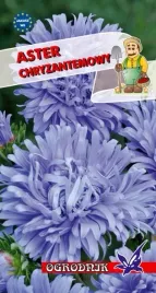 aster-chryzantemowy-niebieski-1g-o