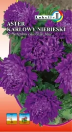 aster-karlowy-niebieski-1g-l