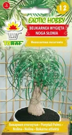 beukarnea-wygieta-noga-slonia-nasiona-5szt-t