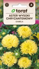 aster-chryzantemowy-izabela-1g-t