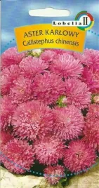 aster-karlowy-rozowy-1g-l