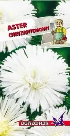 aster-chryzantemowy-bialy-1g-o