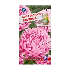 aster-peoniowy-jadwiga-1g-o