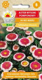 aster-pomponowy-hi-no-maru-05g-t