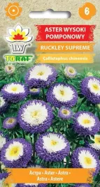 aster-pomponowy-ruckley-supreme-05g-t