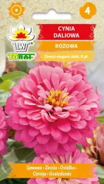 cynia-daliowa-rozowa-nasiona-1g-t