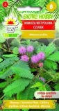 mimoza-czulek-02g-t