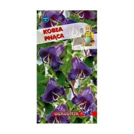 kobea-pnaca-fioletowa-6-8-ziaren-o