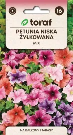 petunia-niska-zylkowana-01g-t