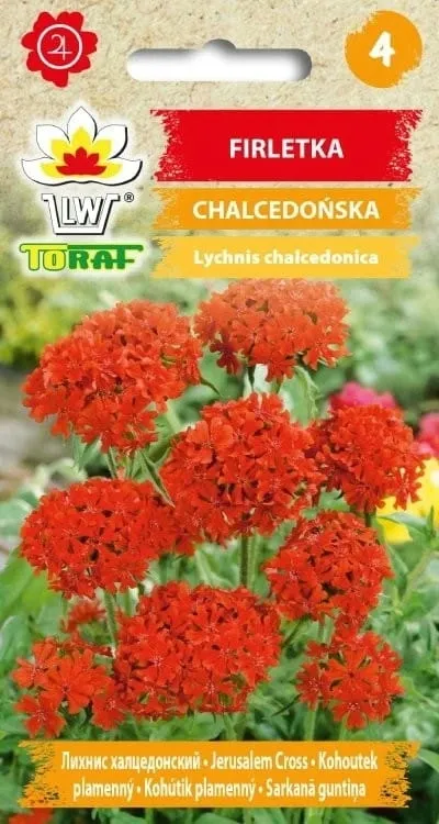 firletka-chalcedonska-05g-t