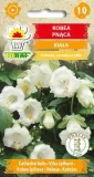 kobea-biala-6-szt-t