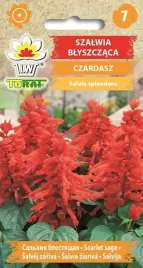 szalwia-blyszczaca-czardasz-03g-t