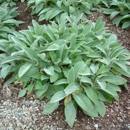 stachys-czysciec-welnisty-helene-von-stein-1-szt-p9