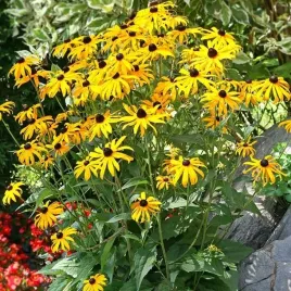 rudbeckia-rudbekia-goldsturm-1-szt-doniczka-p11