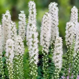 liatris-liatra-klosowa-alba-1-szt-doniczka-p11