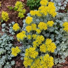 sedum-rozchodnik-cape-blanco-1-szt-doniczka-p9