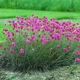 armeria-zawciag-nadmorski-rubrifolia-1-szt-doniczka-p14