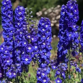 delphinium-ostrozka-king-arthur-1-szt-doniczka-p9