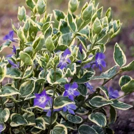 barwinek-pospolity-vinca-major-variegata-1-szt-p9