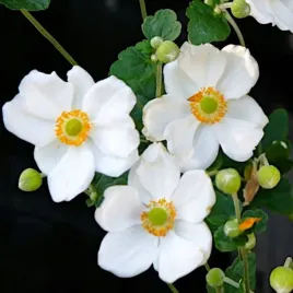 anemon-zawilec-honorine-jobert-1-szt-doniczka-p9