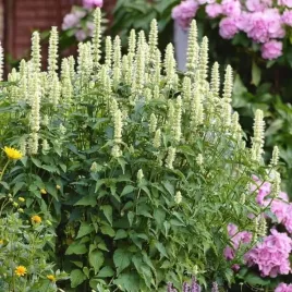 agastache-klosowiec-alabaster-1-szt-doniczka-p9