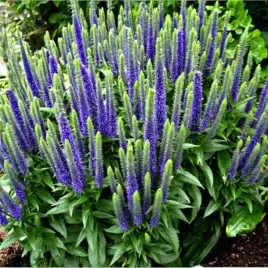 veronica-przetacznik-ulster-dwarf-blue-1-szt-doniczka-c2
