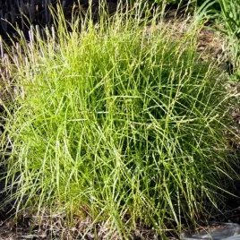 carex-turzyca-muskingumensis-aureovariegata-1-szt-doniczka-p9
