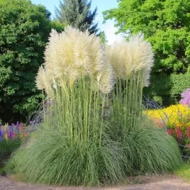 trawa-pampasowa-biala-white-plume-1-szt-doniczka-p9