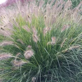 pennisetum-rozplenica-gelbstiel-1-szt-doniczka-p9