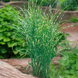 miscanthus-miskant-trawa-apache-doniczka-p9-1-szt