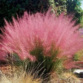 przyostnia-wlosowata-muhlenbergia-doniczka-p9-1-szt