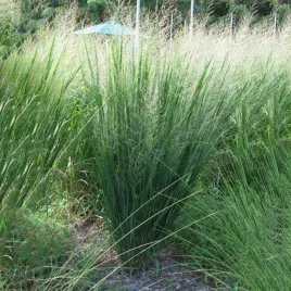 panicum-trawa-proso-rozgowate-northwind-1-szt-doniczka-p9