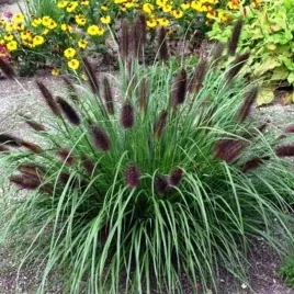 rozplenica-trawa-pennisetum-viridescens-p9-1-szt