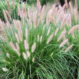 pennisetum-rozplenica-japonska-1-szt-doniczka-p9
