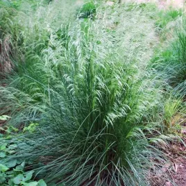deschampsia-cespitosa-smialek-darniowy-1-szt-doniczka-p9