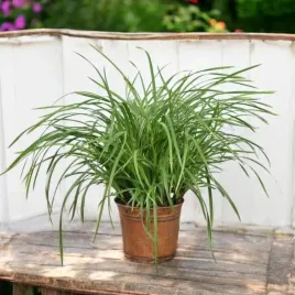 carex-turzyca-trawa-irish-green-1-szt-doniczka-p9