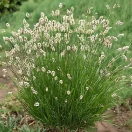 sesleria-lsniaca-nitida-trawa-1-szt-doniczka-p9