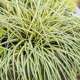 carex-turzyca-oszimska-moonlight-1-szt-doniczka-p11