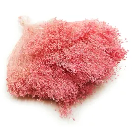 suszony-broom-bloom-zarnowiec-rozowy