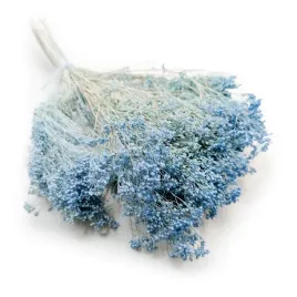 suszony-broom-bloom-zarnowiec-blekitny