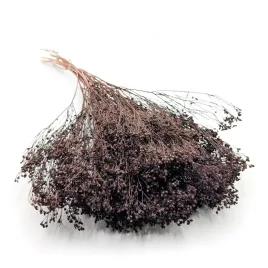 suszony-broom-bloom-zarnowiec-czekoladowy