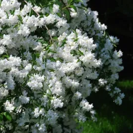 jasminowiec-virginal-duza-sadzonka-pelne-biale-kwiaty-mocno-pachnacy-krzew